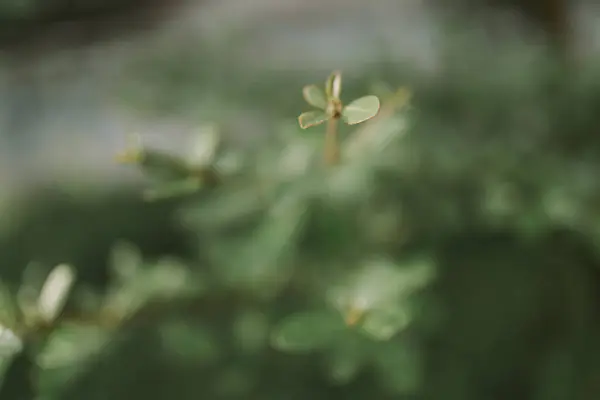 soft focus  little leaf tropical green plant background 