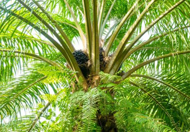 Hurma ağaçlarında, zeytinyağı