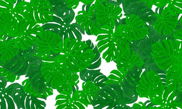 green tropical plant  monstera plant leaves spring nature wallpape background