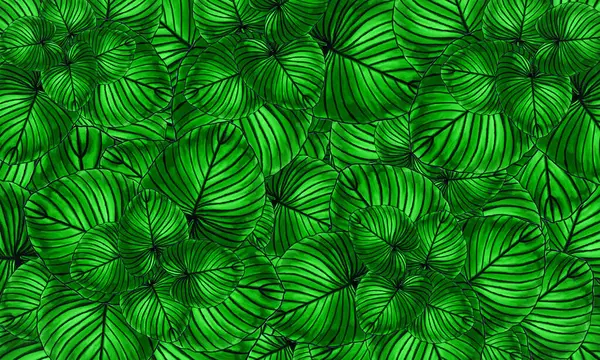 Kleurrijke Tropische Bladeren Lente Natuur Behang Achtergrond Stockfoto