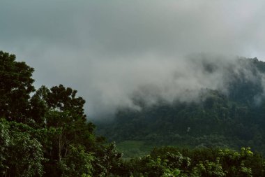Tayland 'da dağ ve tropikal yağmur ormanlarında sabah sisi 