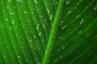 Su damlası, yeşil yaprak üzerindeki çiy damlası taze bahar doğası arka planı