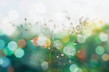 Çimen çiçeği. Yumuşak odak. Taze ve rahat.