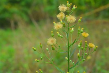Beyaz ve yeşil çimen çiçeği açan bahar doğası duvar kağıdı arka planı