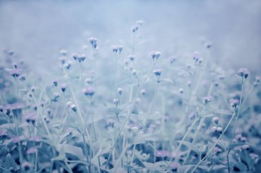 Küçük beyaz yabani otlar açan bahar doğası duvar kağıdı arka planı
