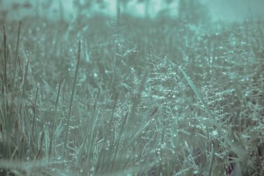 Bahar çimlerinin üzerinde gün doğumu çiğ suyu damlaları, duvar kağıtları arka planda. 