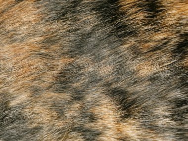 kedi tüyleri ten rengi kahverengi ve siyah arkaplan 