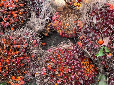 Palmiye tarlalarından palmiye üretimi