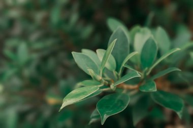 Yağmurdan sonra su damlayan Banyan ağacı