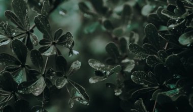 dark green leaves nature background 