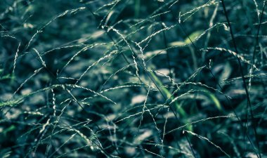 Çimen çiçeği açan çapraz süreç süzgeci 