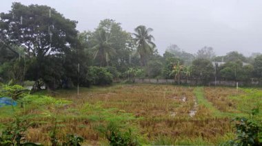 Tayland 'da pirinç tarlasına yağmur yağıyor 