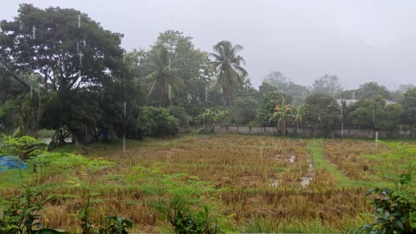Prší Rýžovém Poli Thajsku — Stock video