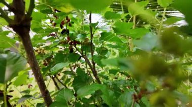 Taze yeşil yapraklı dutlu yaprak döken ağaçların tam HD yavaş çekimi 