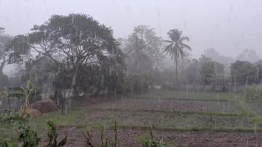 Tayland 'da tilkiyle pirinç tarlasına yağmur yağıyor.