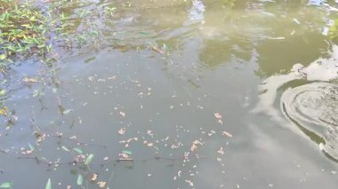 Tayland 'da çiftlik havuzunda yemek yiyen balıklar.