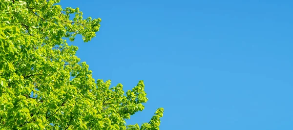Corona Verde Del Árbol Contra Cielo Azul Copiar Espacio Para —  Fotos de Stock