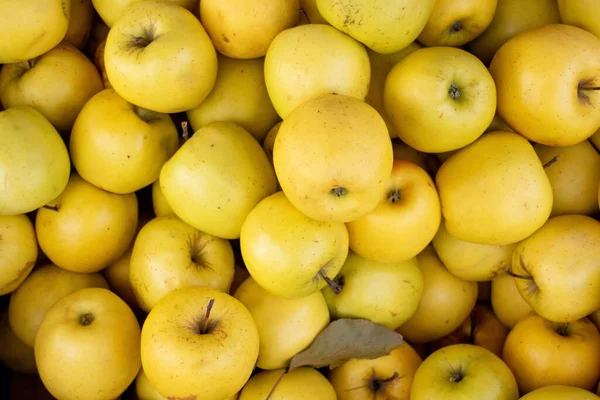 Ωρίμασε Κίτρινα Μήλα Κορυφαία Άποψη Για Πολλά Μήλα Αγορά Του Εικόνα Αρχείου
