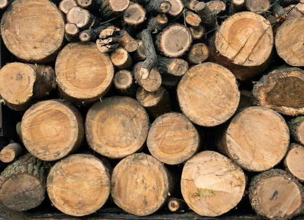 Many tree logs are piled up for processing. Deforestation. Wood texture.
