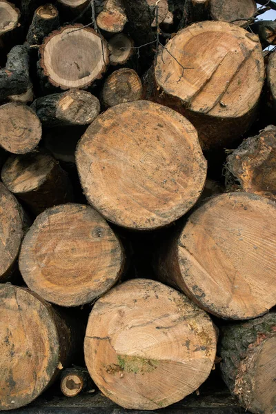 Troncos Apilados Para Reciclar Deforestación Imagen de stock