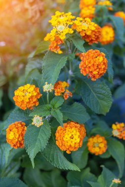 Flower Lantana Sun Fun Gold, Verbena familyasından bir bitki türü. Dikey fotoğraf.
