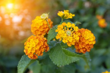 Flower Lantana Sun Fun Gold, Verbena familyasından bir bitki türü..