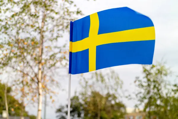 瑞典国旗以自然和桦树为背景 图库图片