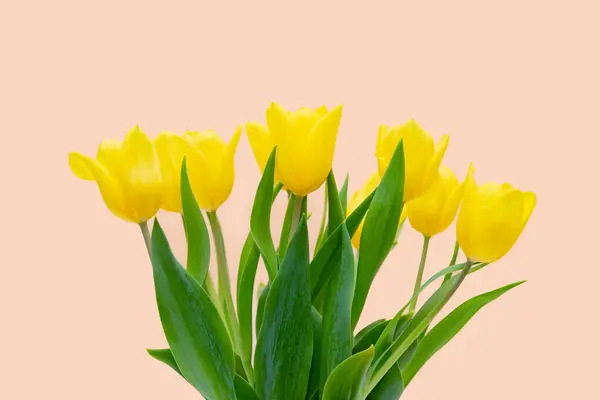 Bukiet Żółtych Świeżych Tulipanów Różowym Tle Miejsce Tekst Gratulacjami Obraz Stockowy
