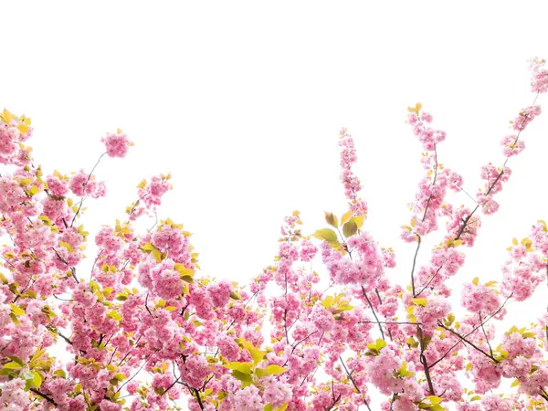 Ροζ Λουλούδια Μιας Ανθισμένης Κερασιάς Άνθη Sakura Royalty Free Εικόνες Αρχείου