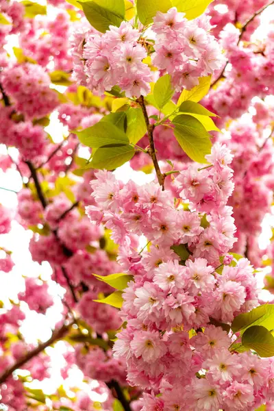 Ροζ Λουλούδια Μιας Ανθισμένης Κερασιάς Άνθη Sakura Royalty Free Φωτογραφίες Αρχείου