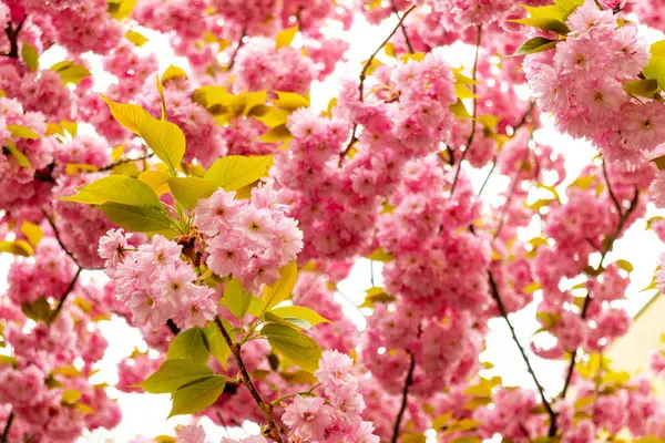 Ροζ Λουλούδια Μιας Ανθισμένης Κερασιάς Άνθη Sakura Εικόνα Αρχείου