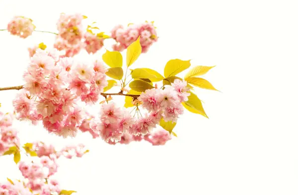 Ροζ Λουλούδια Μιας Ανθισμένης Κερασιάς Άνθη Sakura Royalty Free Φωτογραφίες Αρχείου