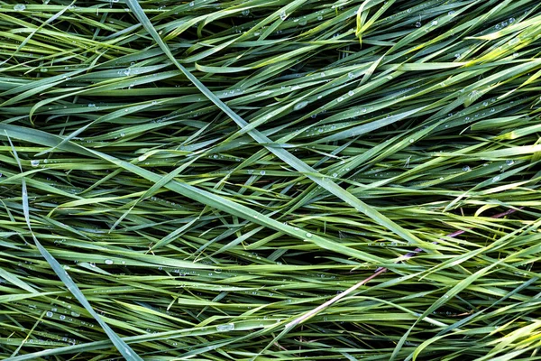 Rumput Hijau Segar Basah Dengan Embun Pagi Hari Tekstur Grafis Stok Foto Bebas Royalti
