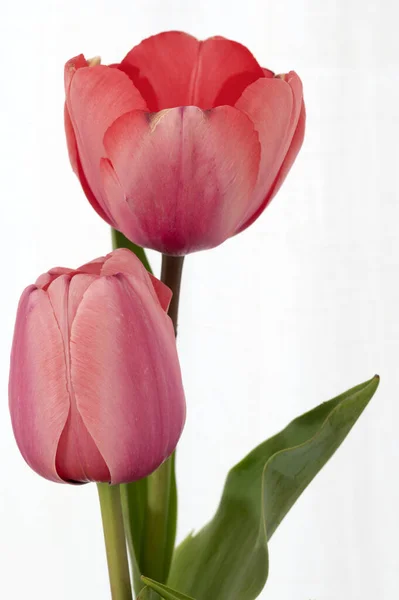 Tulipanes Rojos Anaranjados Recién Cortados Jarrón Vidrio Transparente Lleno Agua Fotos de stock