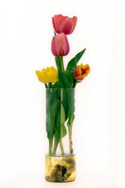 Tulip Oranye Merah Yang Baru Dipotong Dalam Vas Kaca Jernih Stok Gambar Bebas Royalti
