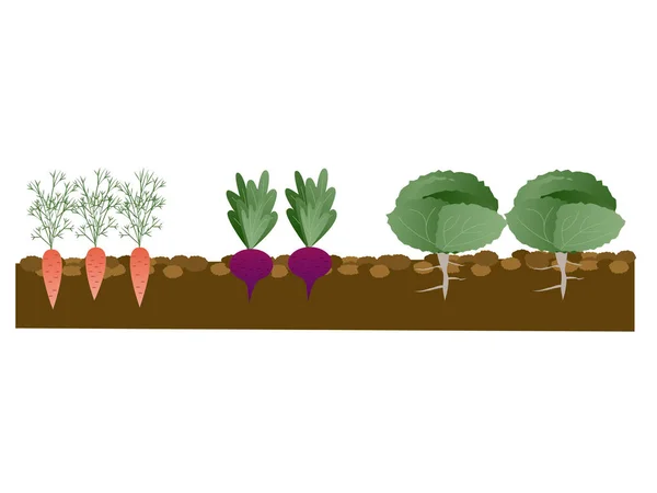 Φυτά Στο Έδαφος Ρίζες Κηπουρική Και Φύτευση Λαχανικών Φάρμα Εικονογράφηση — Διανυσματικό Αρχείο