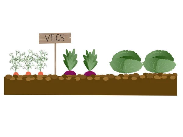 Plantas Suelo Con Raíces Jardinería Plantación Hortalizas Granja Ilustración Vectorial — Vector de stock