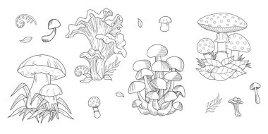 Mantarlar. Bolete ve chanterelle, istiridye mantarı, beyaz düğme izole. Eski model. Vektör illüstrasyonu