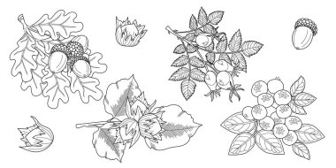 Yapraklı dallar. Meşe, fındık, yabanmersini, köpek gülü. Vektör illüstrasyonu