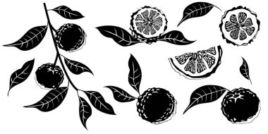 El çizimi yuzu meyvesi. Beyaz arka planda izole edilmiş bir dizi Yuzu meyvesi. Vektör illüstrasyonu