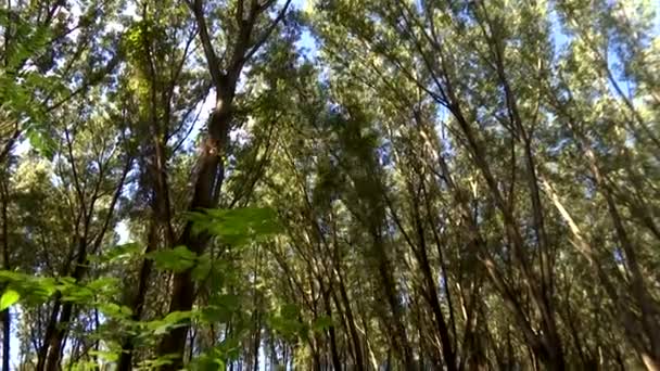 Fallender Baum Abholzen Von Wäldern Mit Modernen Maschinen Vorbereitung Von — Stockvideo