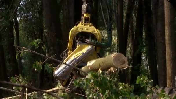 Cięcie Lasów Nowoczesnymi Maszynami Przygotowanie Drewna Zimę Klip Wideo — Wideo stockowe