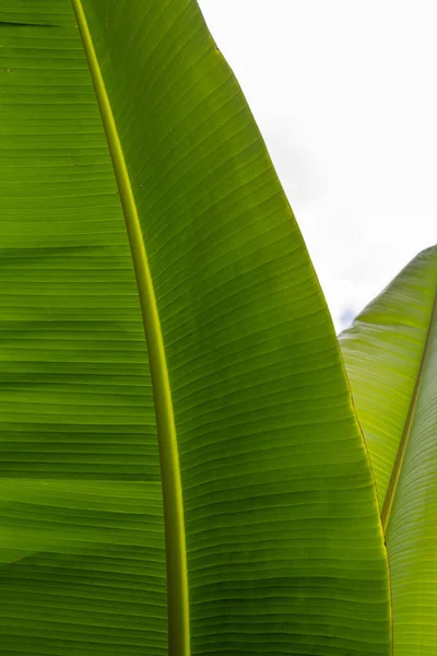 Crop View Nature Banana Leaf Cocora Valley Colombia — Stock Photo, Image