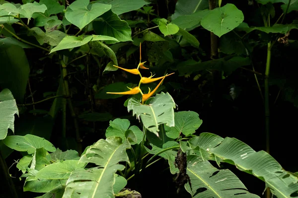 Laranja Flor Paradisíaca Cercada Por Suas Folhas Verdes Tropicais Robustas — Fotografia de Stock