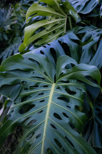 Peynirli Kolombiyalı bir Arepa ile Yakın Çekim 