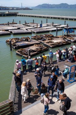 PIER 39, SAN FRANCISCO, ABD - 21 Nisan 2023: Çitin yanında durup güneşli gün ışığında deniz suyu mavi gökyüzü dağlarına karşı gevşemiş deniz aslanlarını izleyen turistlerin arkası görünümü