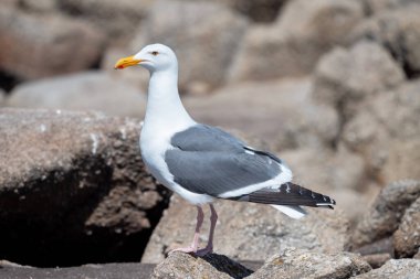 Batı Sahili, Kaliforniya 'da kayalıklarda bir martı 