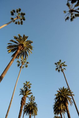 Beverly Hills, Los Angeles, Kaliforniya 'da mavi gökyüzüne karşı bazı palmiye ağaçlarının siluetleri