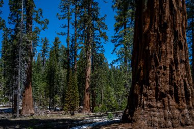 Güneşli bir günde, Mariposa Grove 'daki dev Sequoia Ağaçları, Kaliforniya, ABD, Kuzey Amerika