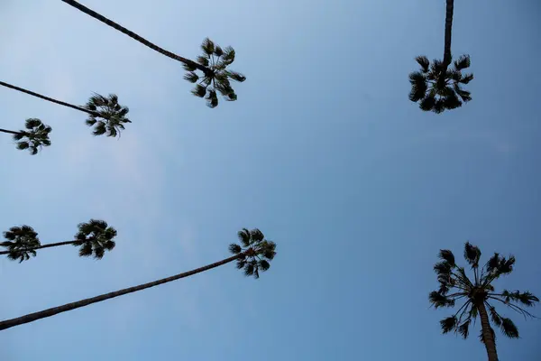 ビバリーヒルズ ロサンゼルス カリフォルニアの青空に対するいくつかのヤシの木のシルエット ストック写真